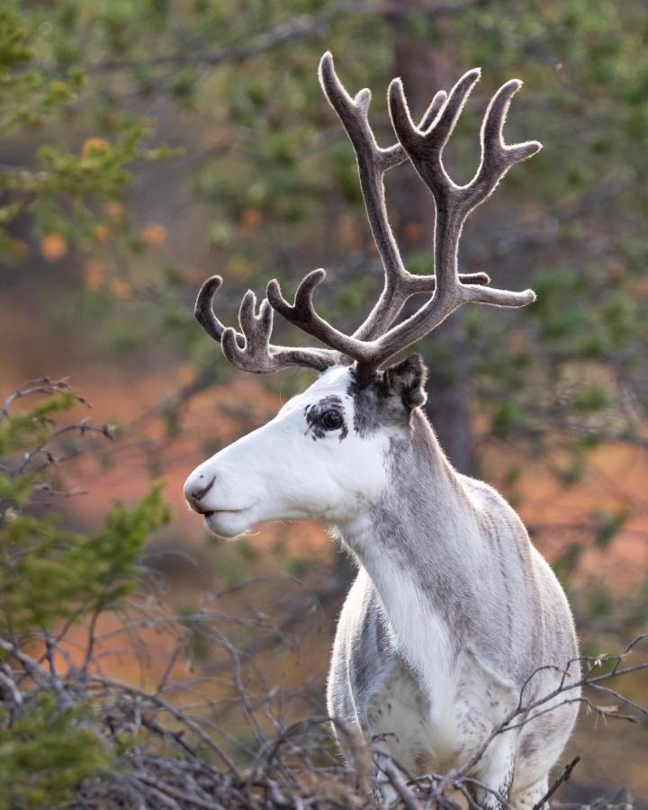Lapland Dream Villas Rauhala Bagian luar foto
